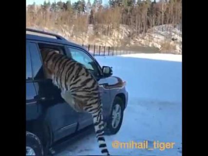 Не бойтесь, она не кусается в Магадане « автомагадан